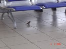 SHOULDNT YOU BE OUTSIDE THE AIRPORT MATE040 * 448 x 336 * (16KB)